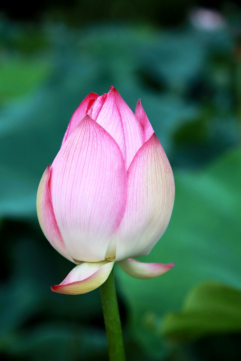 雨后荷花