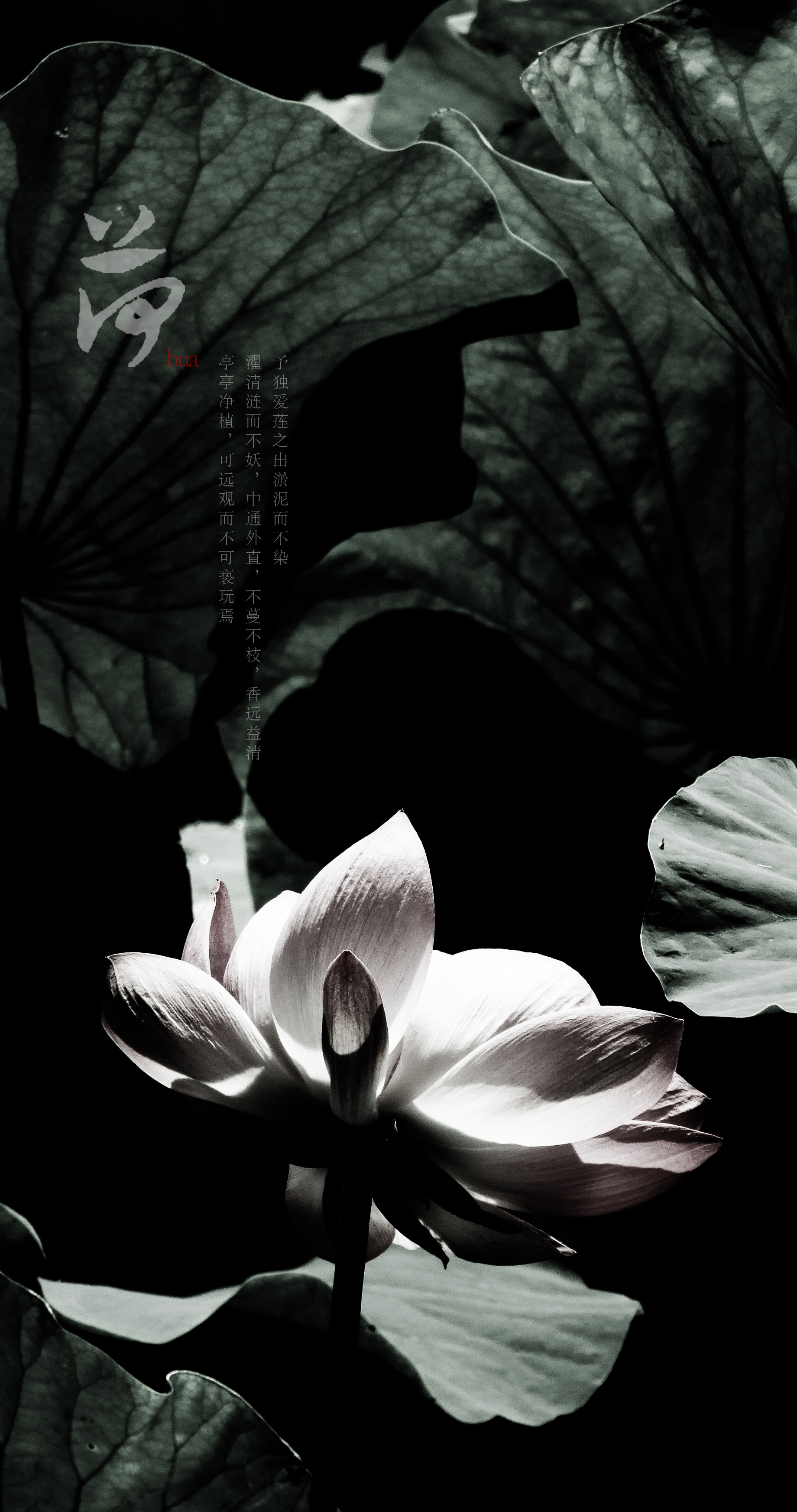 2011荷花