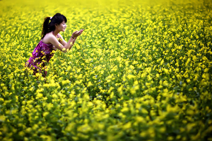 油菜花香