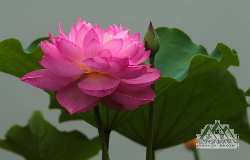 【莲荷花香摄影图片】汉中莲花池纪实摄影_野性熊猫