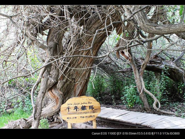 【天山神木园的神木摄影图片】新疆温宿县神木