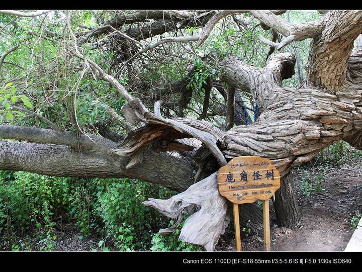 【天山神木园的神木摄影图片】新疆温宿县神木
