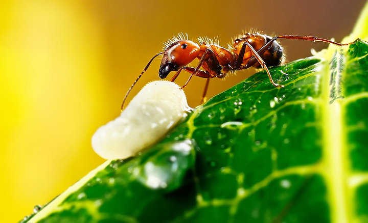 【【红蚂蚁】摄影图片】广州生态摄影_._太平洋电脑网摄影部落