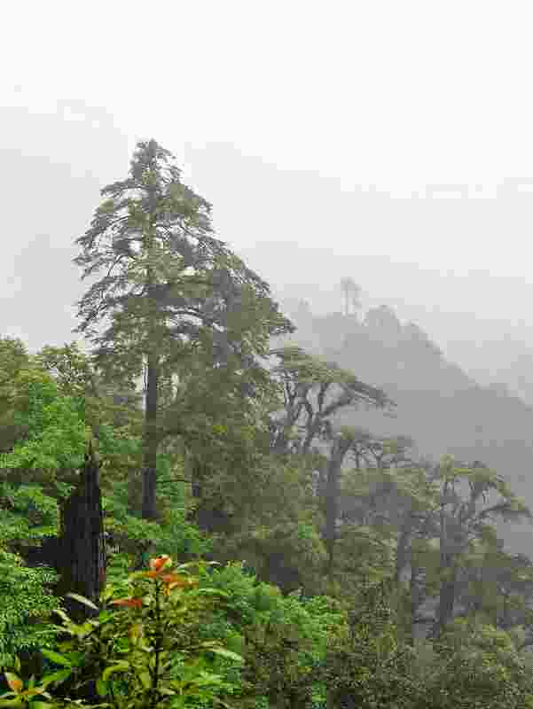 高黎贡山的红豆杉