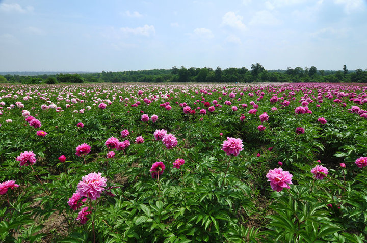 【长白山中国芍药花基地摄影图片】长白山池北区宝马基地生态摄影_太平洋电脑网摄影部落