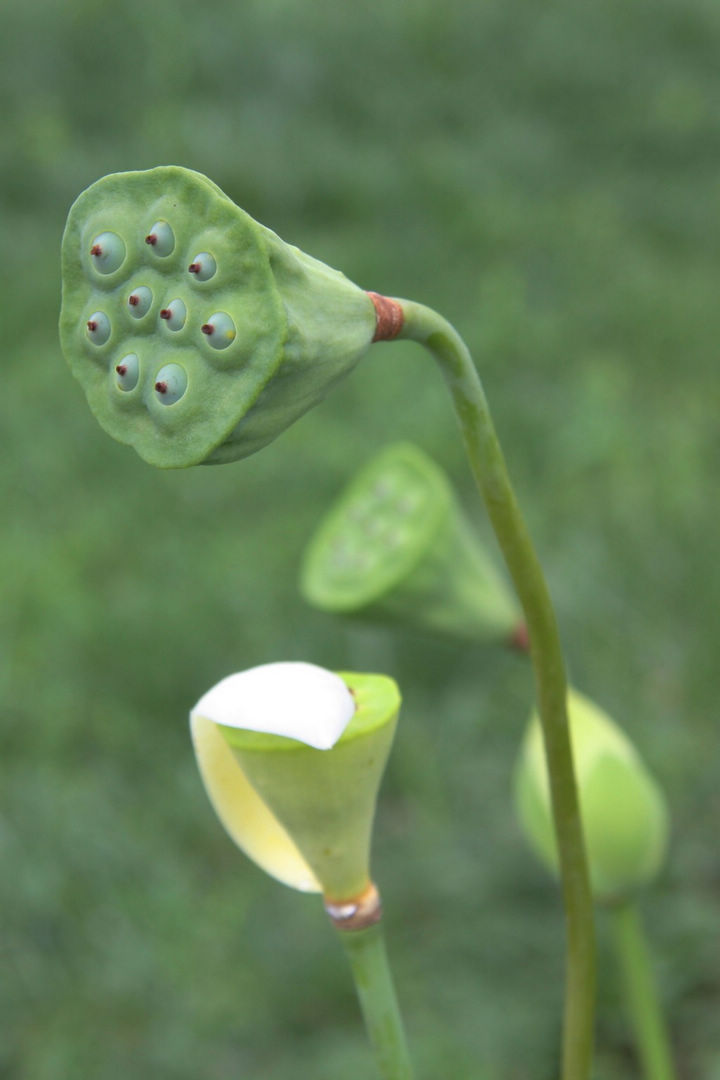 【荷摄影图片】植物园生态摄影_zjj_太平洋电脑网摄影