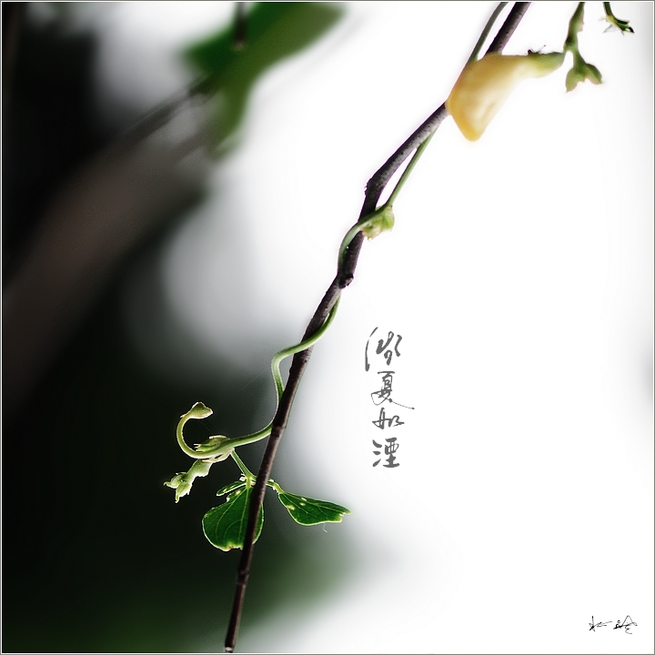 浅夏如烟小品
