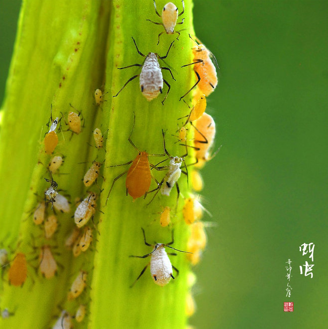 奇妙的昆虫世界(14)-蚜虫