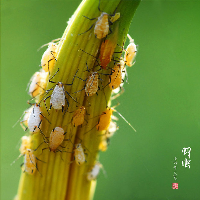 奇妙的昆虫世界(14)-蚜虫
