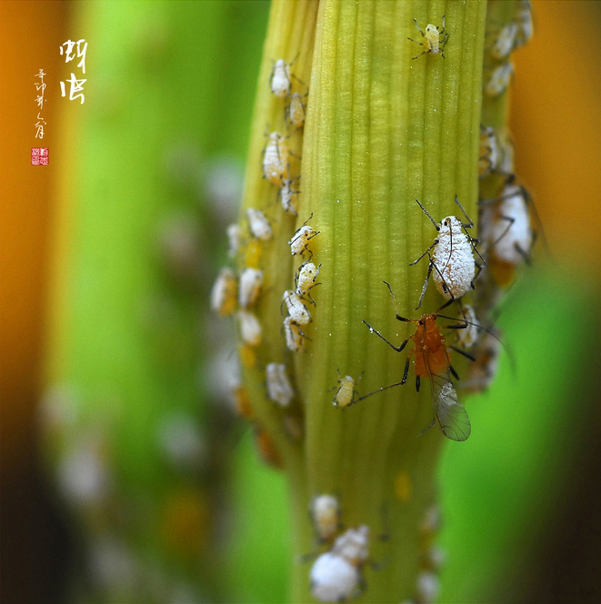 奇妙的昆虫世界14蚜虫