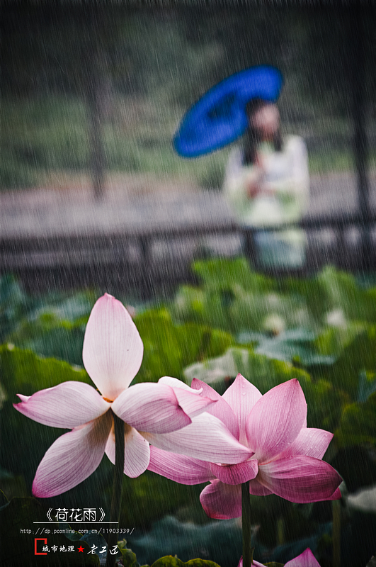 荷花雨