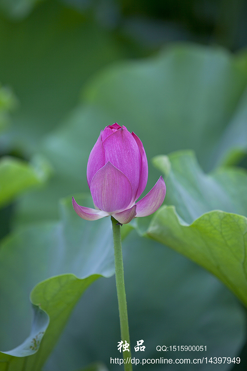 水芙蓉