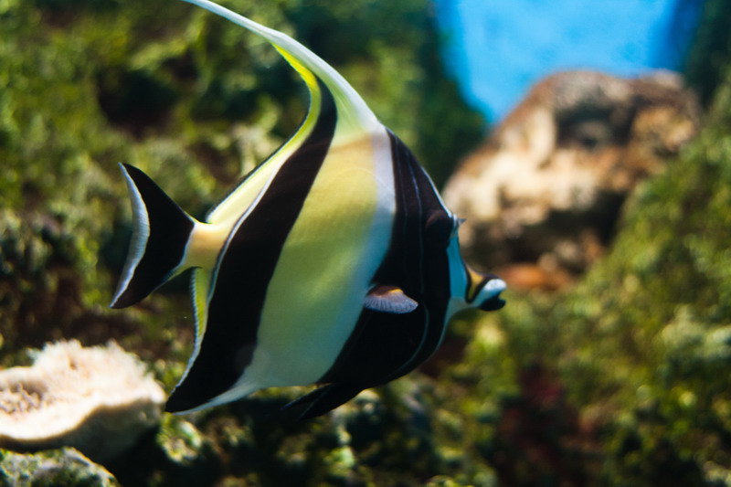 海洋生物水母热带鱼