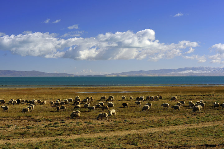 【青海湖的牛羊摄影图片】青海湖风光旅游摄影