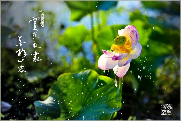 【《云想衣裳花想容》---花卉静物一组摄影图片