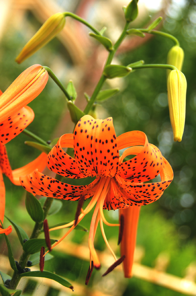 虎皮百合花