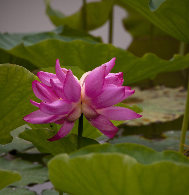 并蒂_并蒂游戏