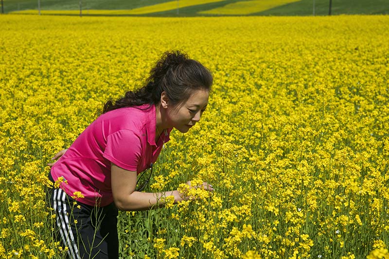 盛夏7月赴青海互助门源万亩油菜花观赏拍摄活动