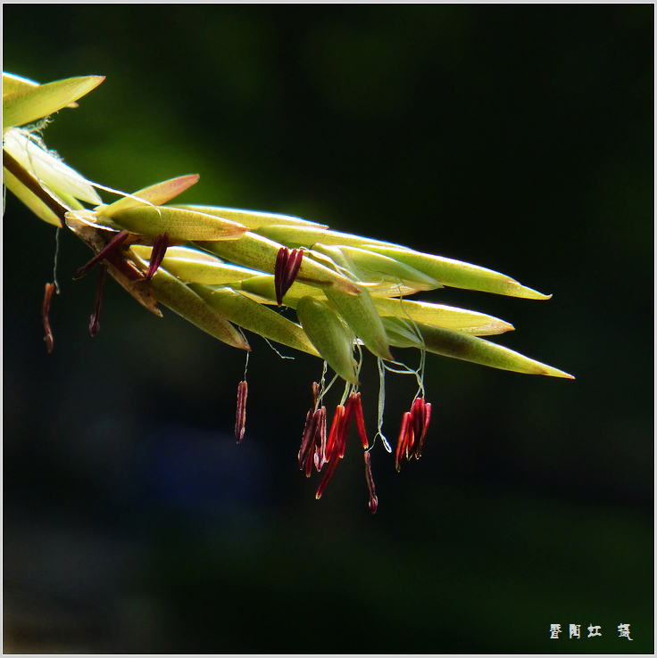 竹花--生命的奇遇