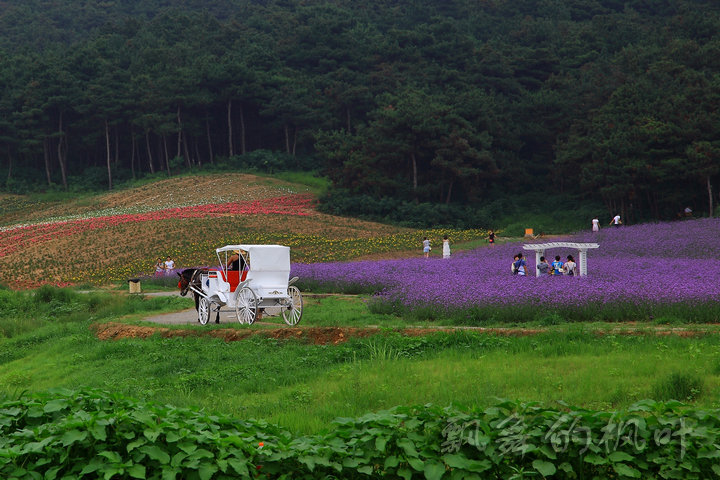 【熏衣草庄园摄影图片】沈北风光旅游摄影