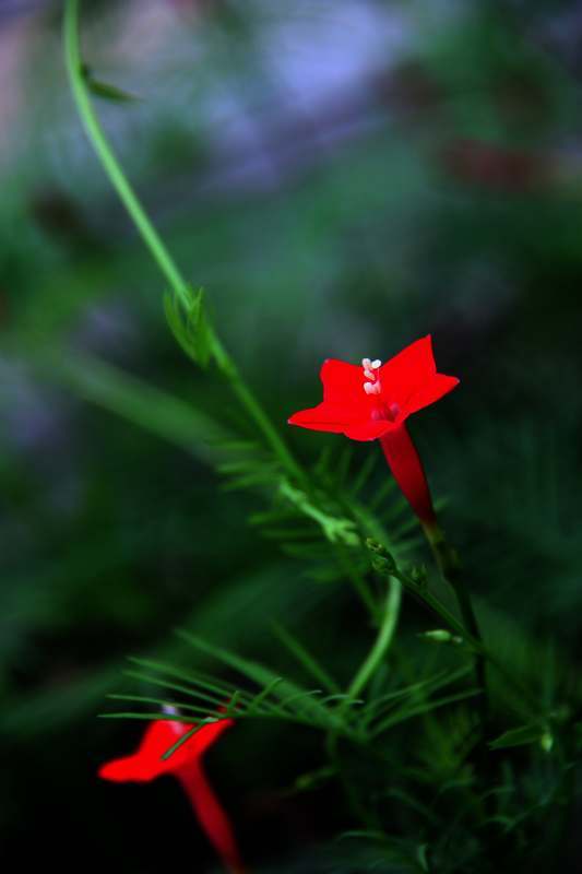五星花