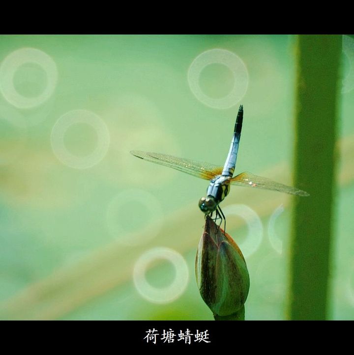 【荷塘蜻蜓摄影图片】大沥生态摄影_田园.秋色