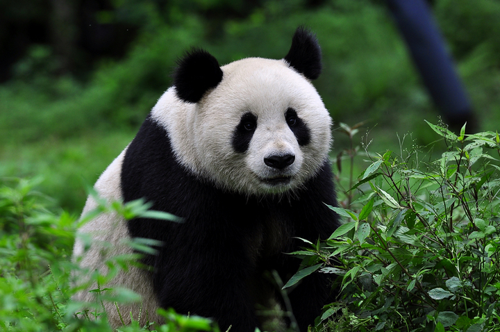 【国宝熊猫摄影图片】四川碧峰峡熊猫养殖基地