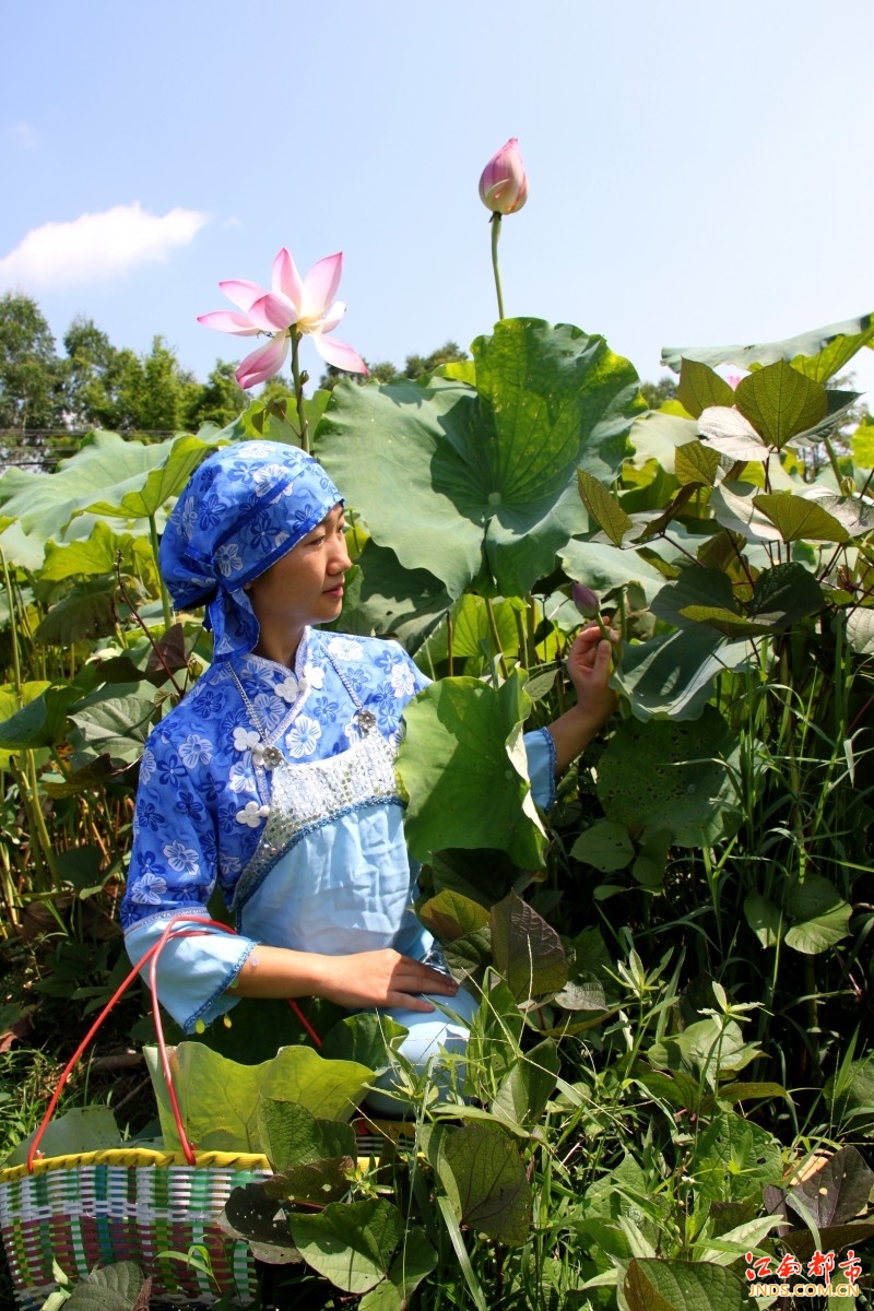 客家妇女采莲图(原片)