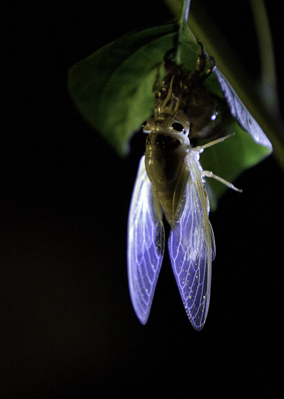 【夜晚拍蝉---一只蝉的蜕变摄影图片】青州二中