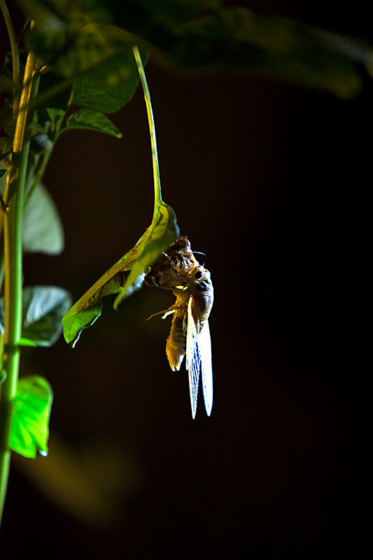 夜晚拍蝉---一只蝉的蜕变摄影图片】青州二中生