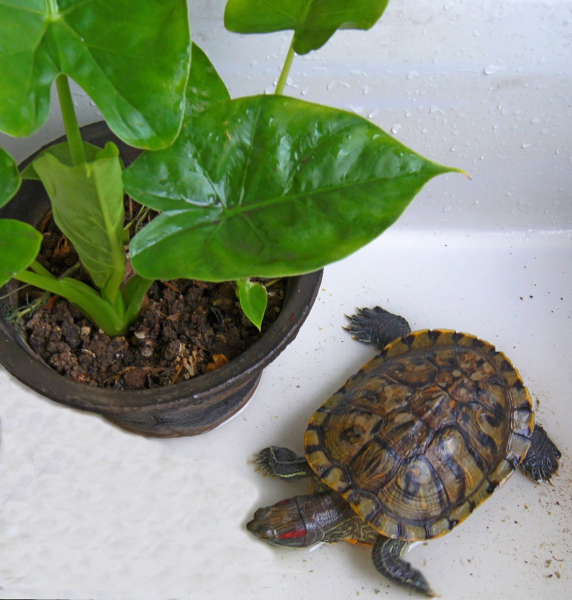入门级神龟巴西龟的养殖 - 知乎