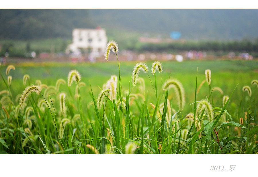 离离原上草