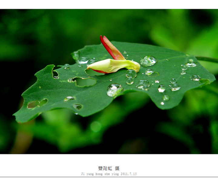 【我是一滴水摄影图片】小区绿化带生态摄影_