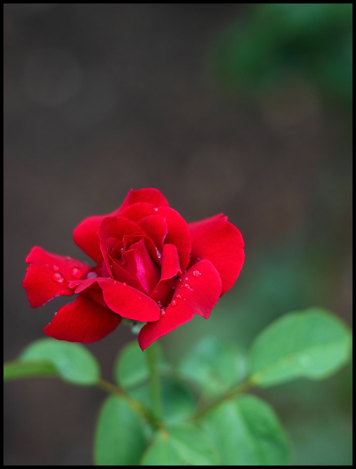各国月季花