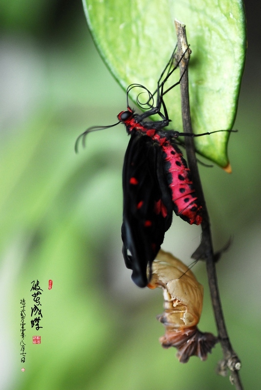 【奇妙的昆虫世界(19)破茧化蝶摄影图片】南京