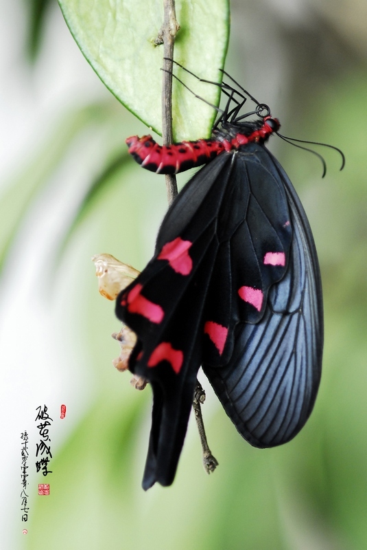 奇妙的昆虫世界(19)破茧化蝶