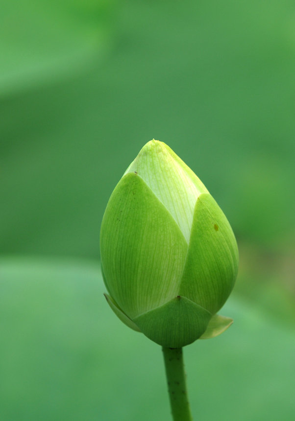 荷花与莲花