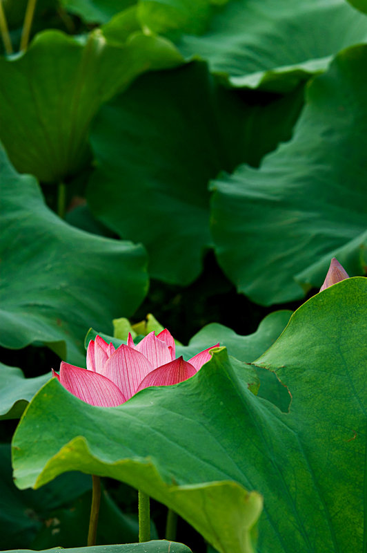 【何以解忧摄影图片】芜湖市聚龙城市花园对面