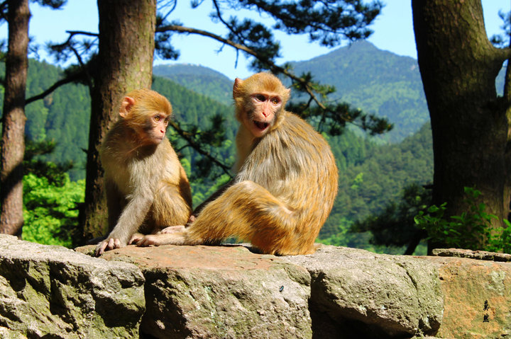 【猴子摄影图片】庐山猴谷生活摄影_太平洋电脑网摄影部落