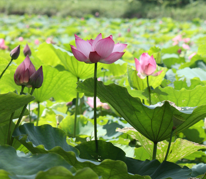 夏日荷花