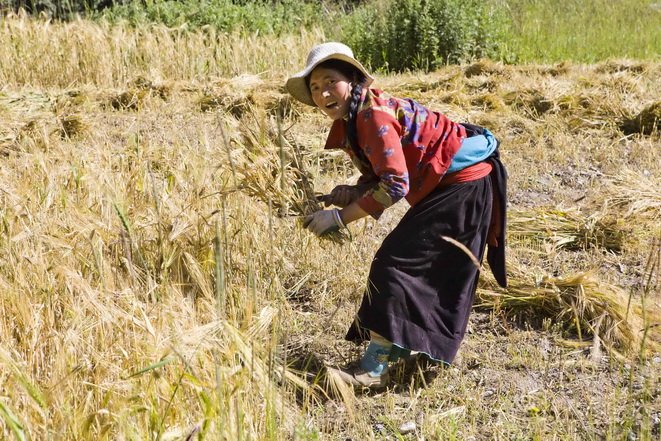 勤劳的藏族妇女