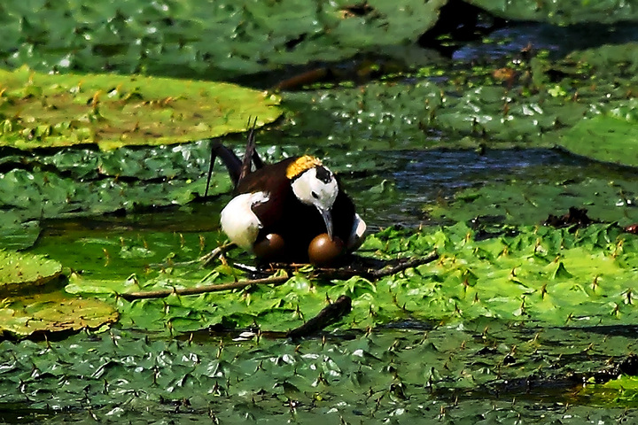 【水雉孵蛋摄影图片】江西省余干县生态摄影