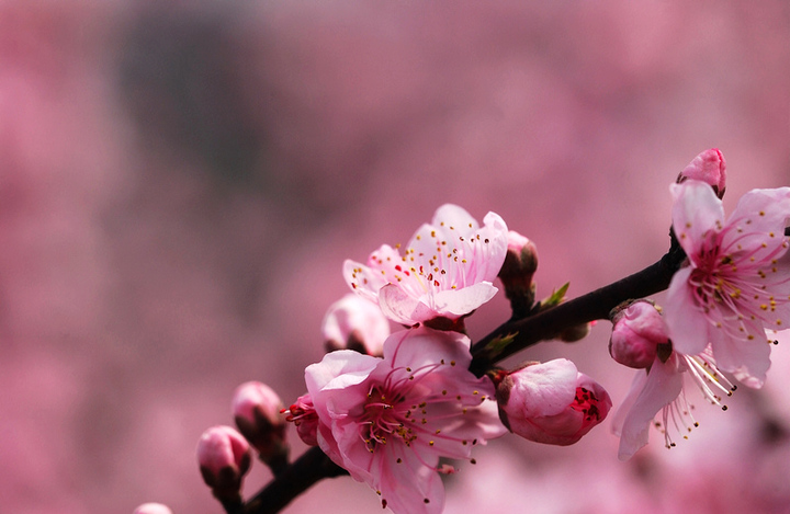 桃花劫