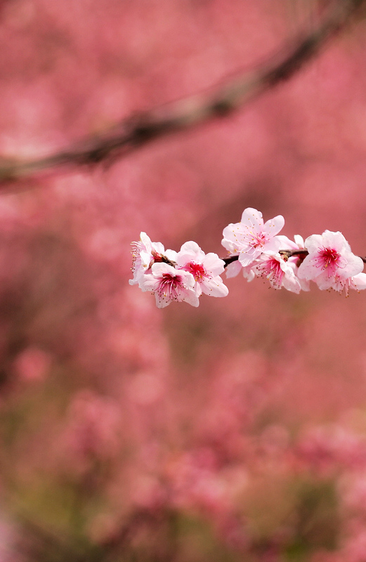 桃花劫