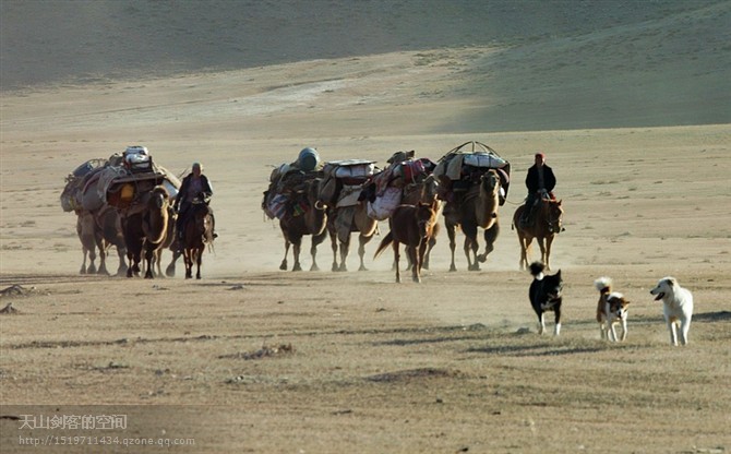 【新疆北疆初秋牛羊转场摄影创作团9月15日--