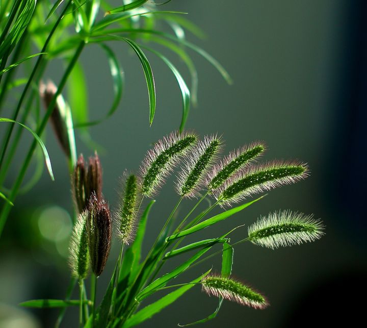 小草_动植物与微距论坛