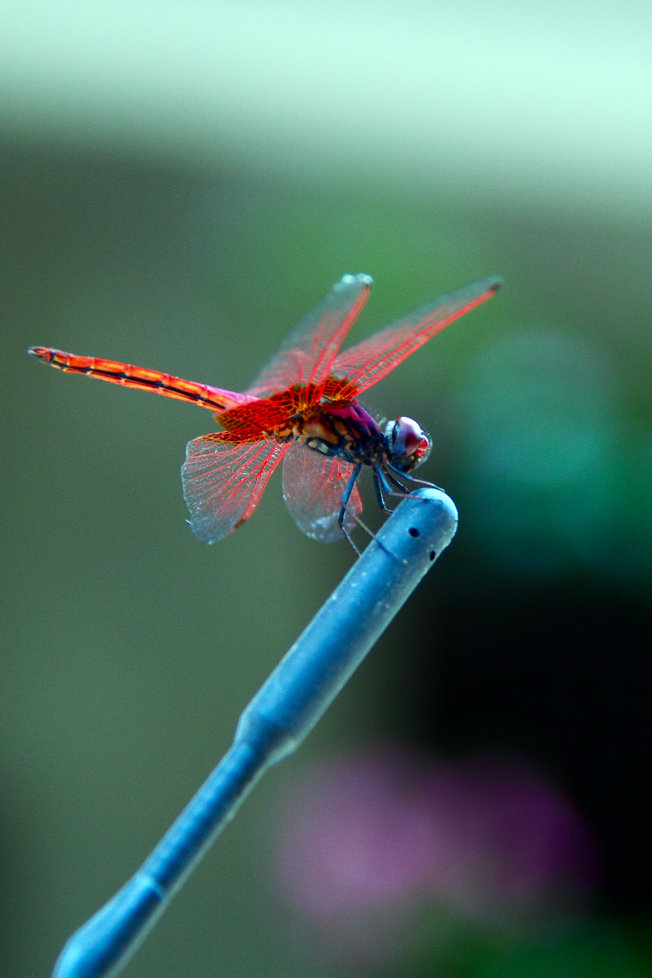【红蜻蜓的翅膀摄影图片】浏阳生态摄影