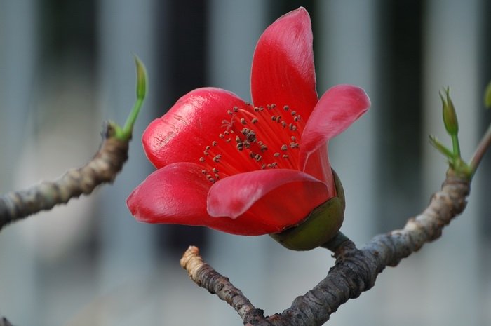 【广州市花之红棉摄影图片】海珠桥其他摄影_