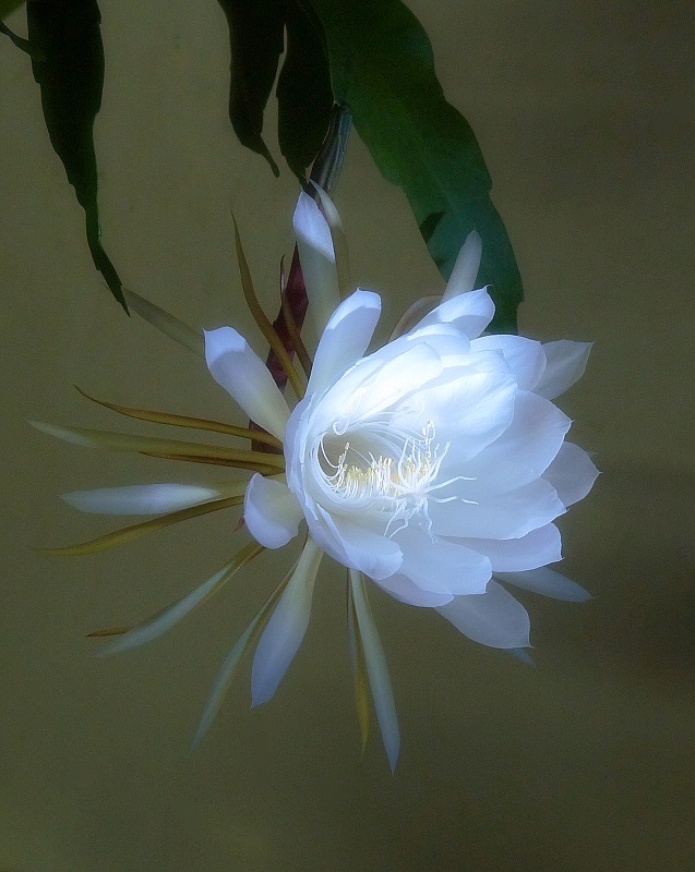 昙花一现