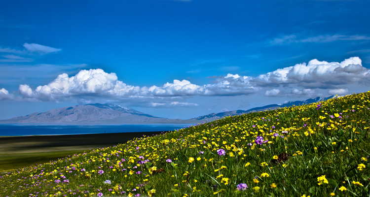 花与海——赛里木湖之夏